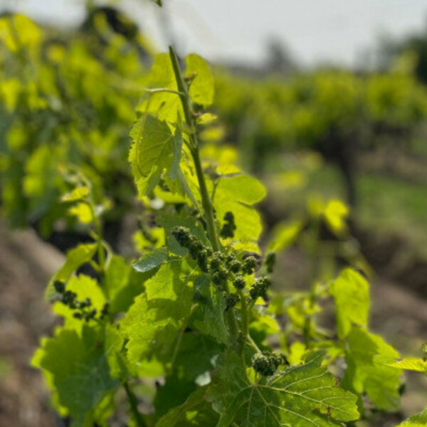 vineyards saint tropez