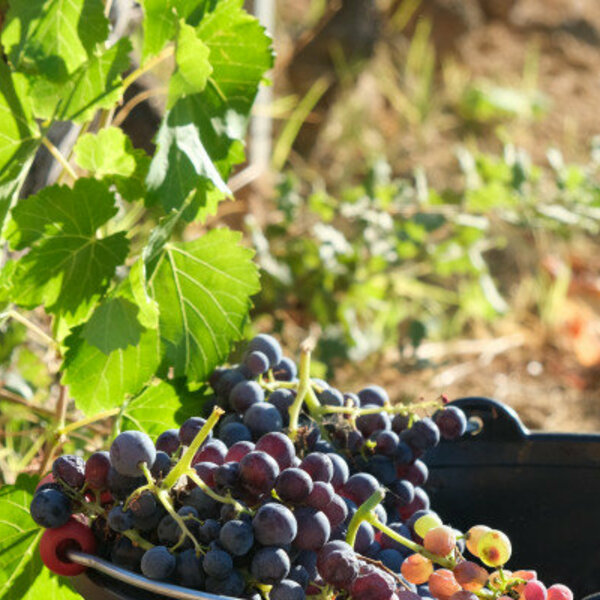 L'heure des vendanges