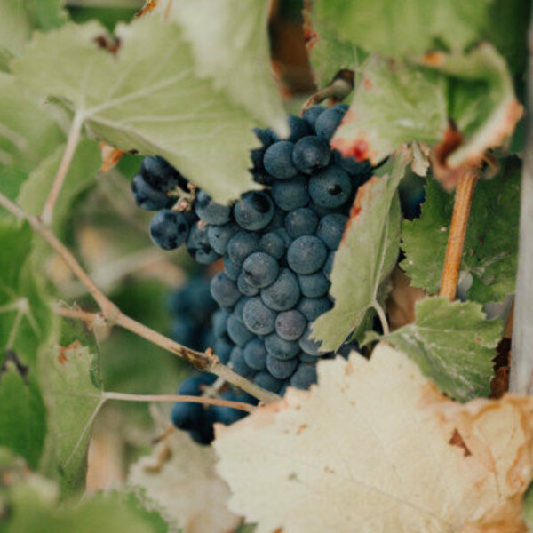 wine tour saint tropez