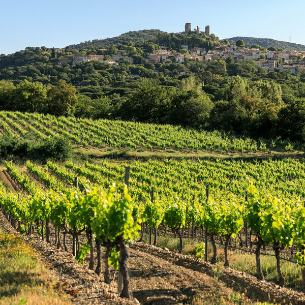 Séjour vignobles en scène entre Cogolin et Grimaud